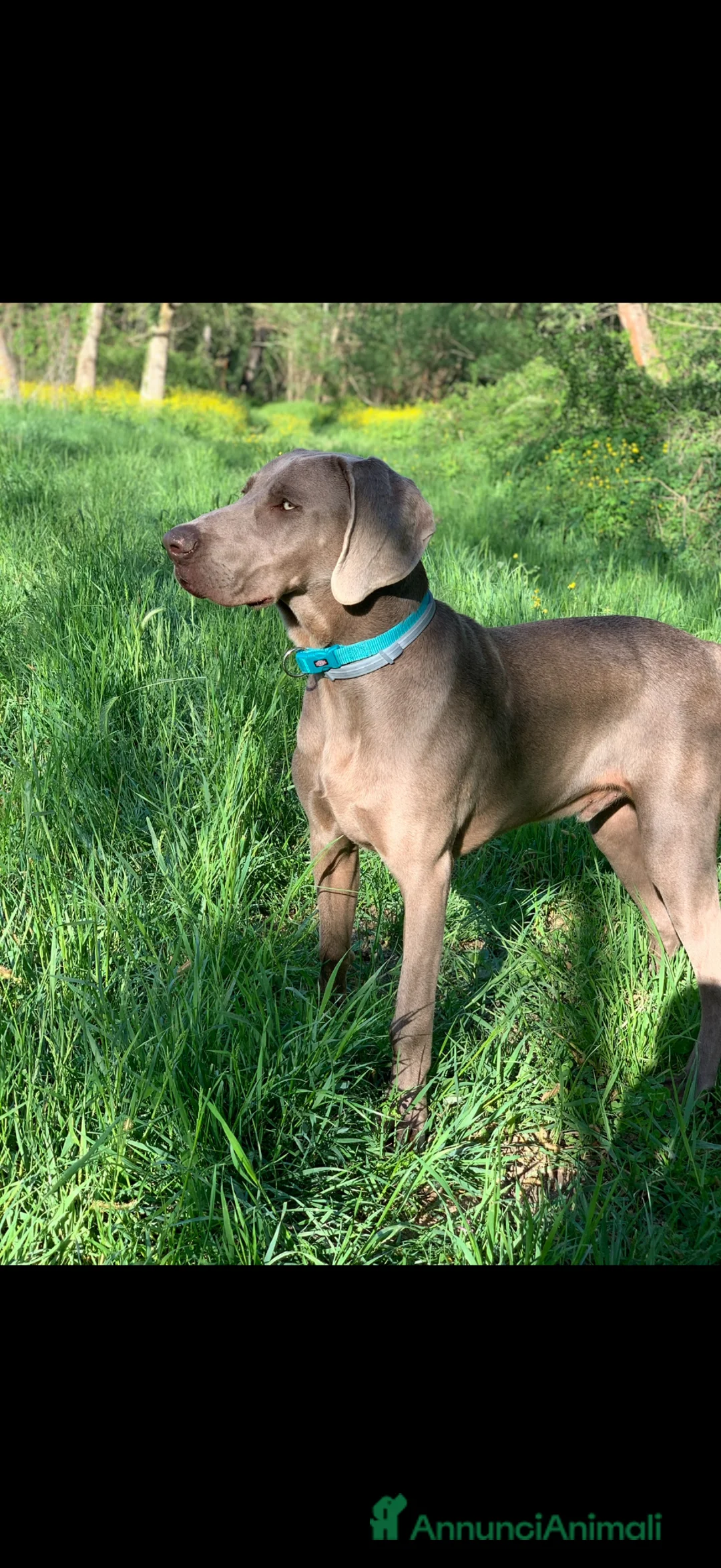 Weimaraner cani in vendita: Cuccioli Weimaraner  - Annuncio 2
