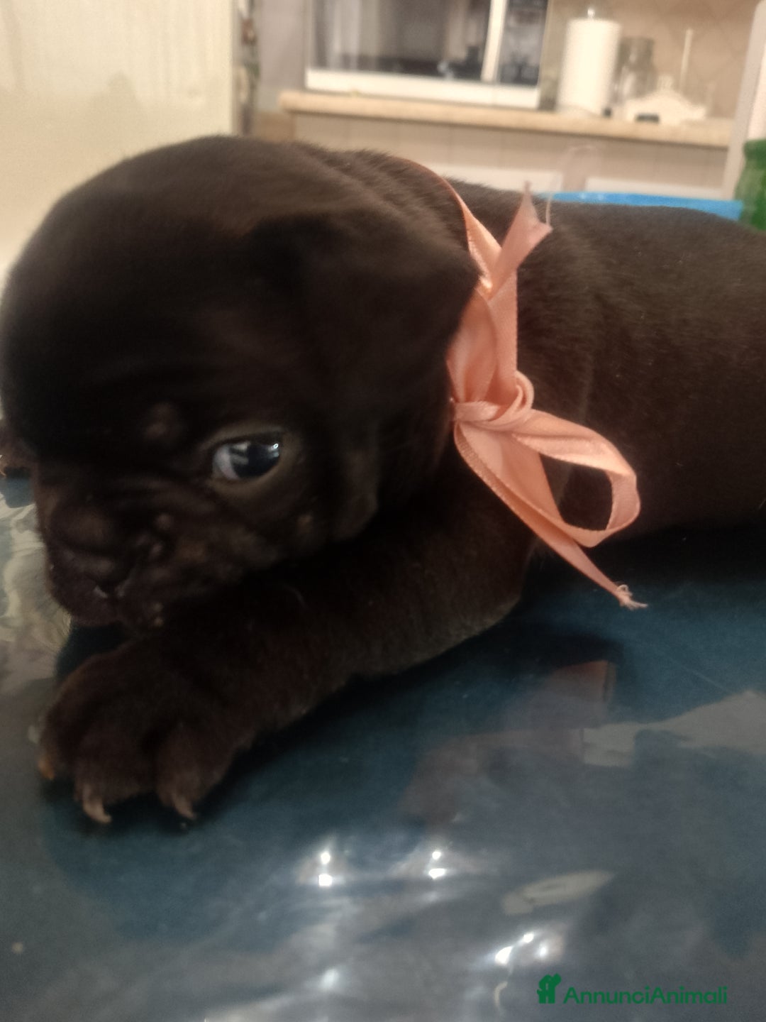 Bulldog Francese cani in vendita: Bulldog francese  - Annuncio 5