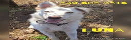 Meticcio cani in regalo: LUNA 🩷 un vulcano di amore e allegria!  😍 a Provincia di Treviso - Annuncio 2