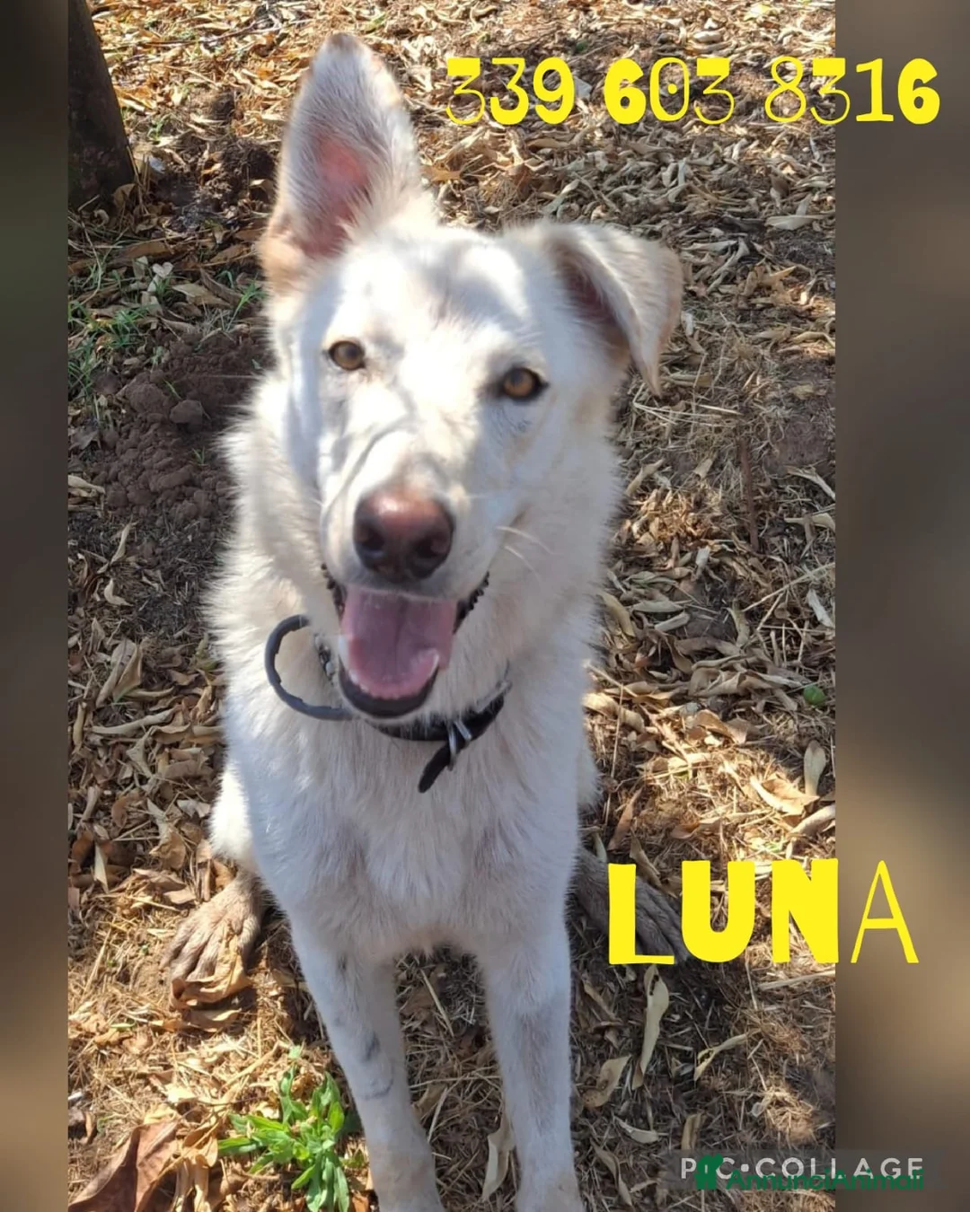 Meticcio cani in regalo: LUNA 🩷 un vulcano di amore e allegria!  😍 a Provincia di Treviso - Annuncio 2