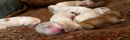 Cocker cani in vendita: Cocker cuccioli a Libero consorzio comunale di Siracusa - Annuncio 7
