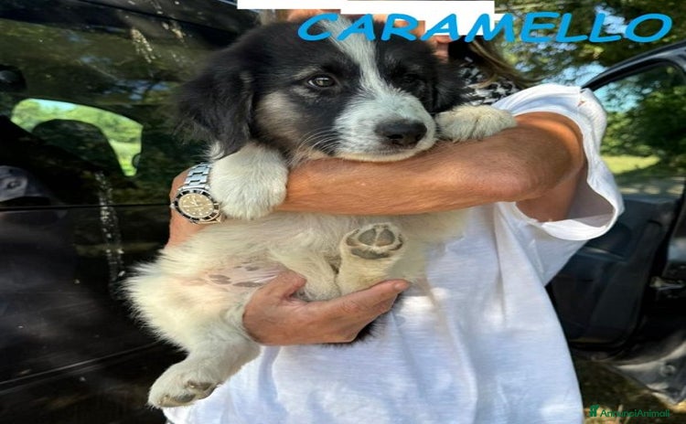 Meticcio cani a Città Metropolitana di Torino - Annuncio 17