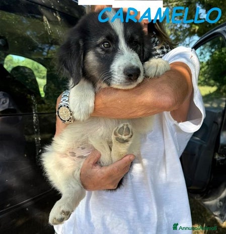 Meticcio cani a Città Metropolitana di Torino - Annuncio 11