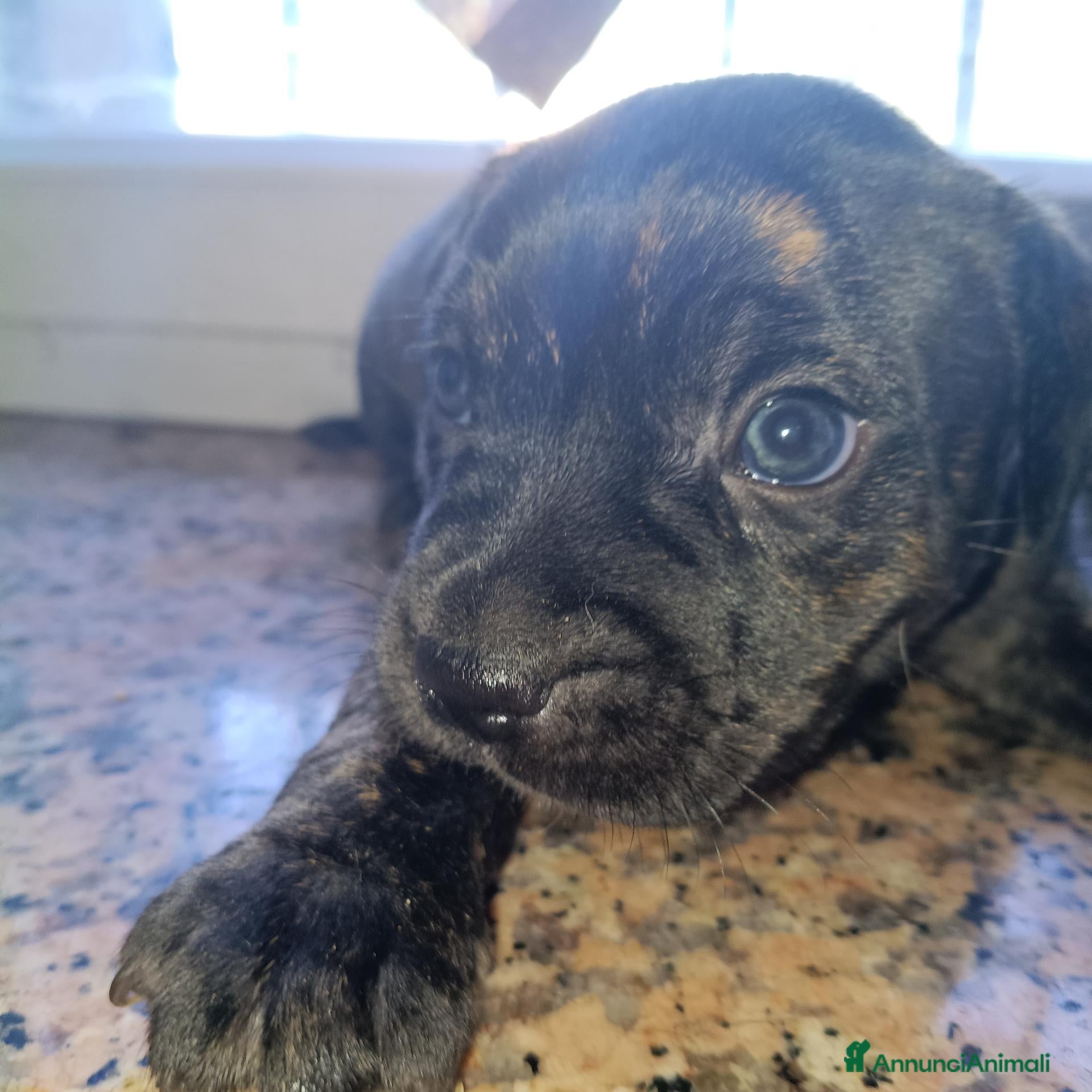 Staffordshire cani Staffordshire bull terrier  - Annuncio 24