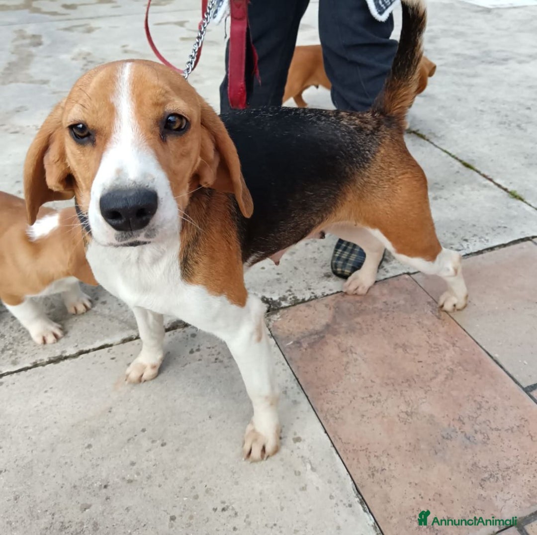 Beagle cani in regalo: SASHA, beagle meravigliosa cercxa casa - Annuncio 2
