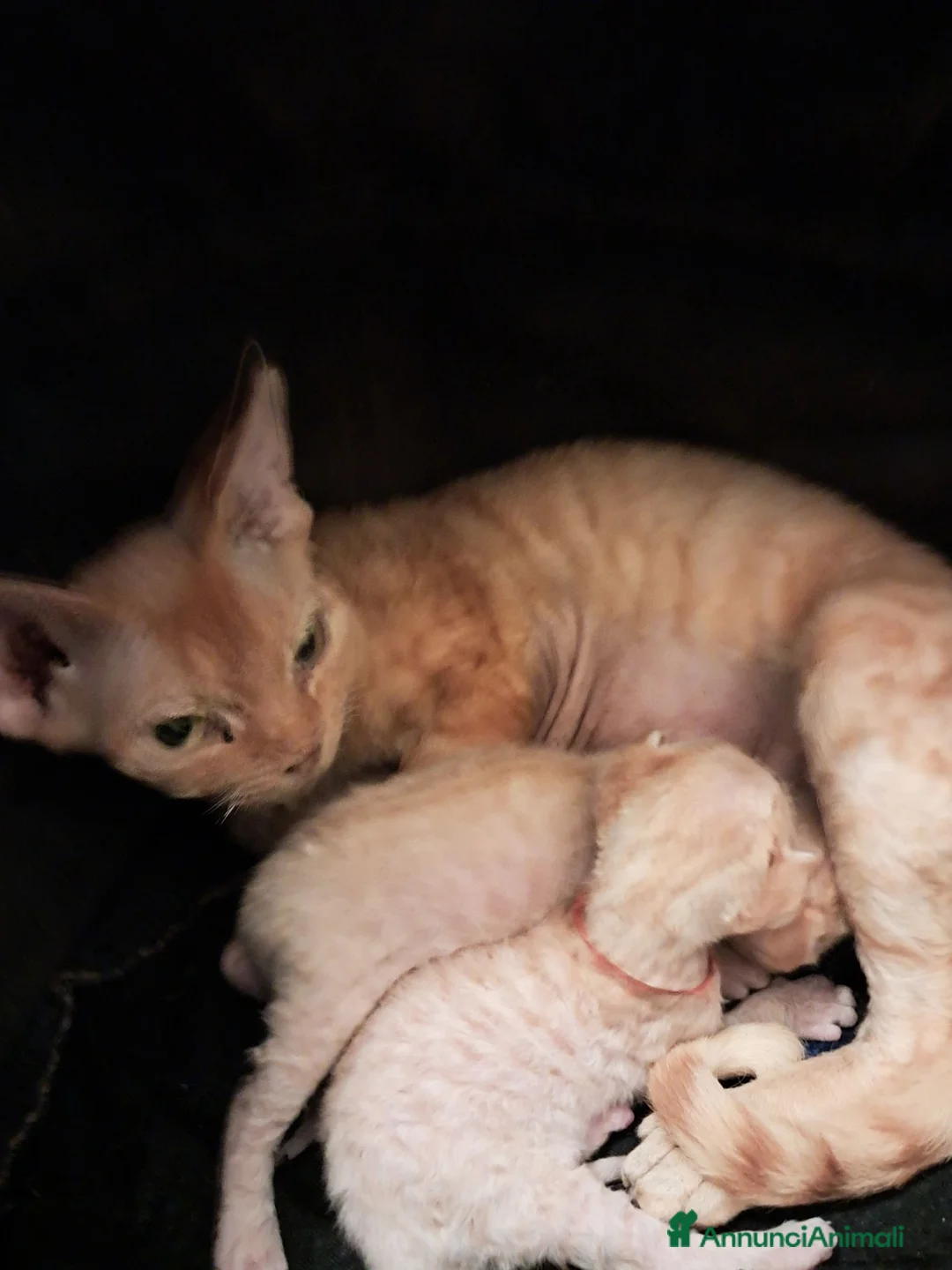 Devon Rex gatti in vendita: Devon rex red mackerel tigree  - Annuncio 1