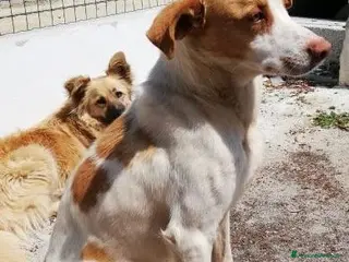 Meticcio cani ARTU' 2-3anni dolcissimo! - Annuncio 16
