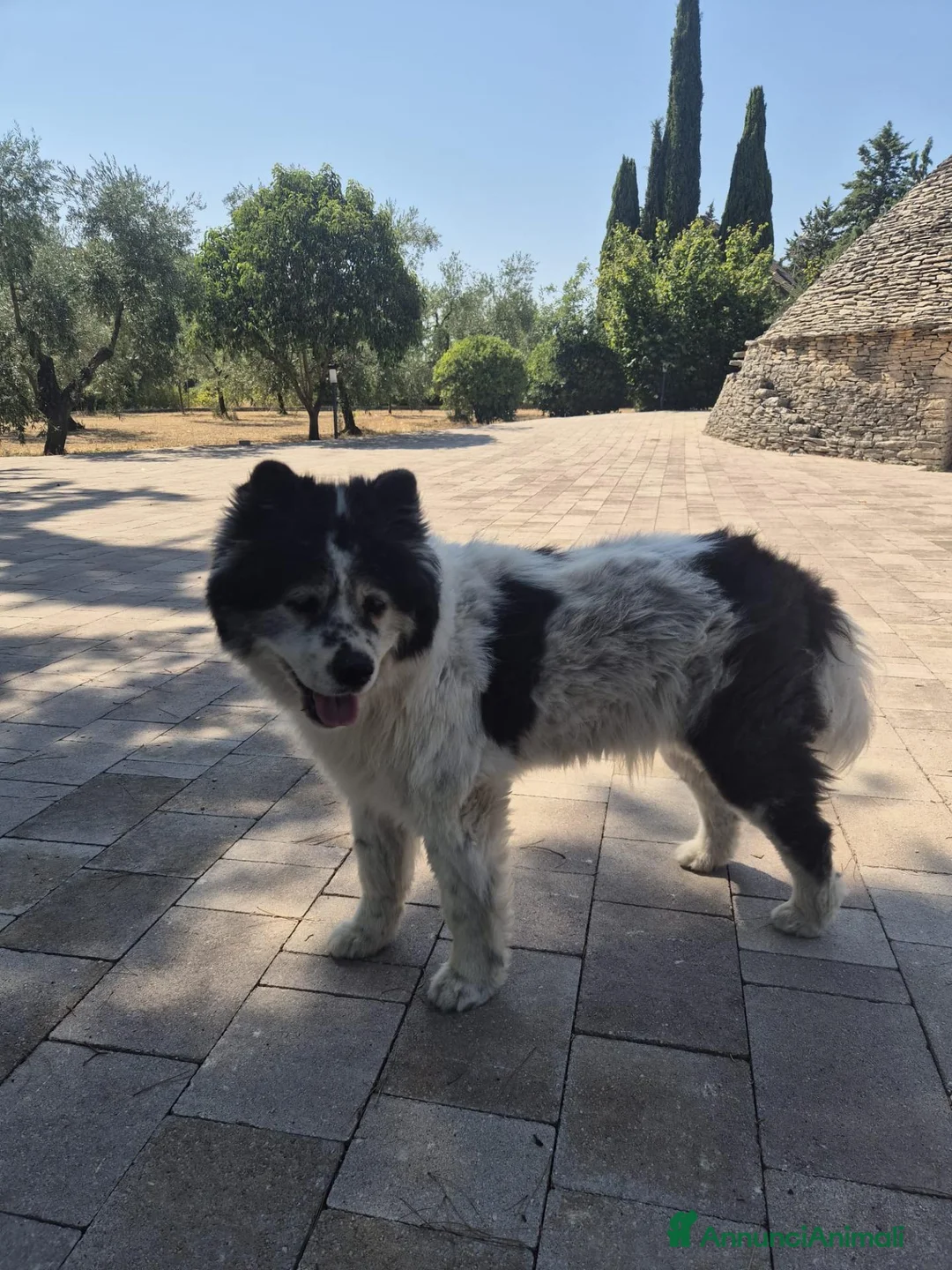 Meticcio cani in regalo: Sirio, 13 anni: cerca la sua seconda e ultima casa - Annuncio 5