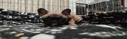 Bulldog Francese cani in vendita: Ultima cucciola di Bulldog francese cream - Annuncio 1