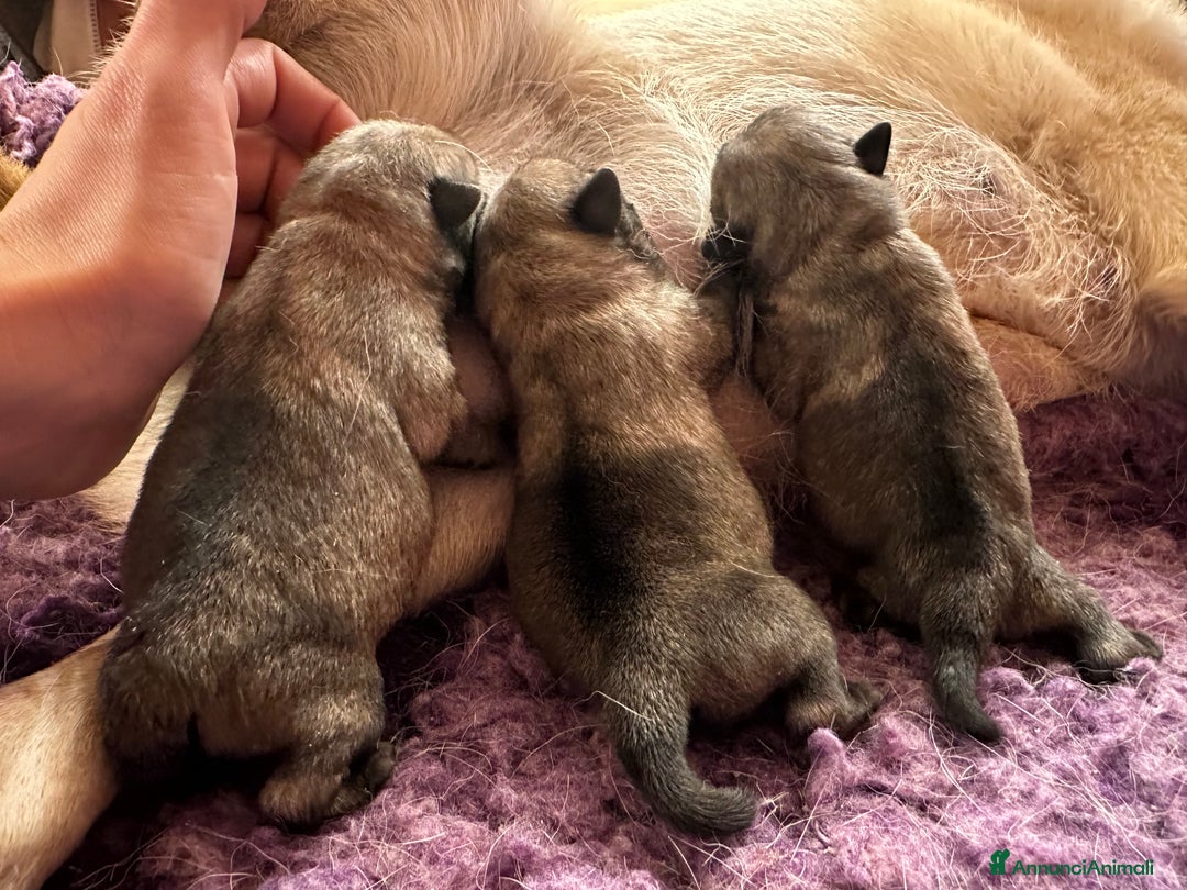 Carlino cani in vendita: Carlino-cucciolo Allevamento ENCI-FCI - Annuncio 2