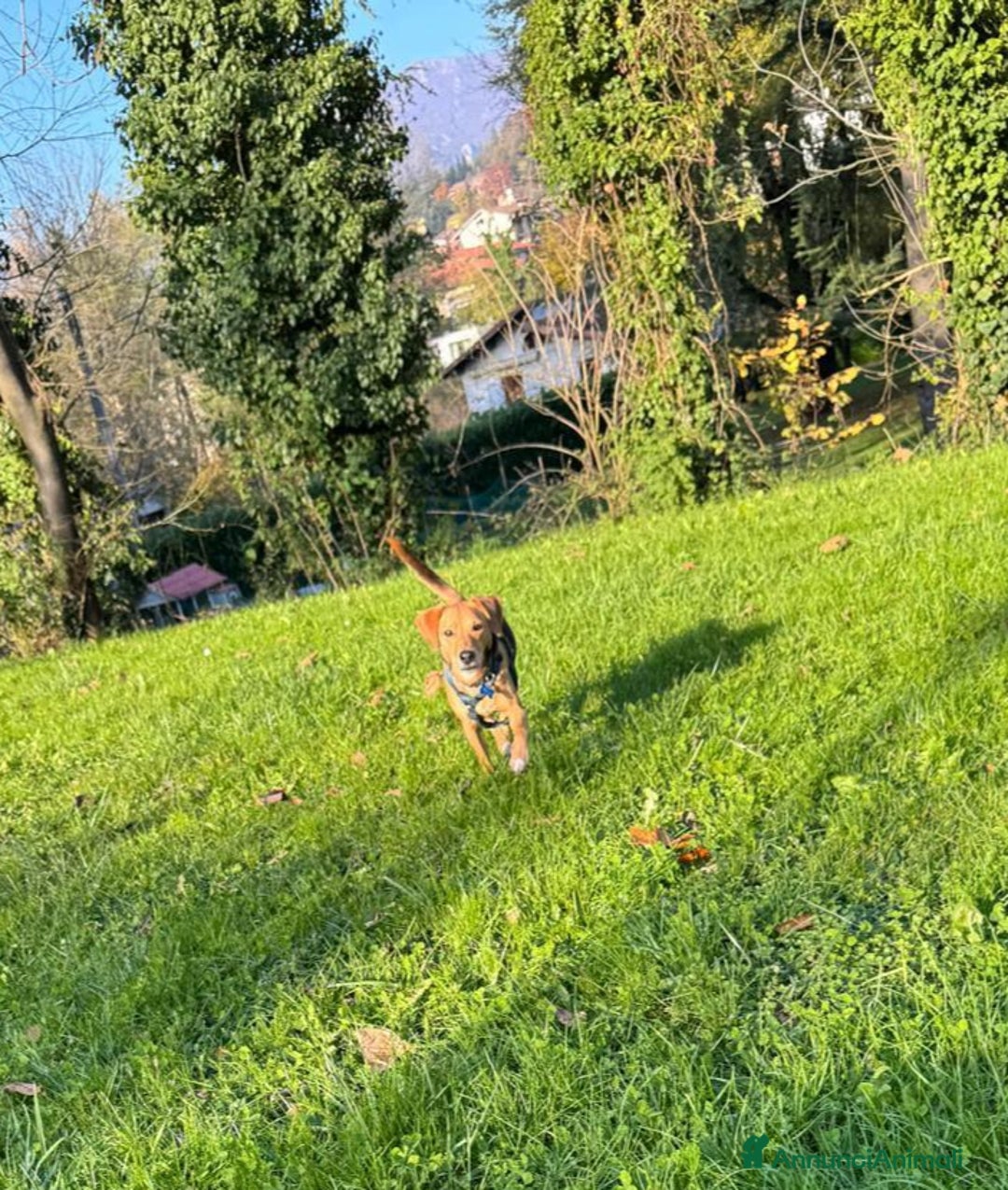 Altre razze cani in regalo: argo  - Annuncio 5