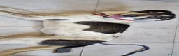 Meticcio cani in regalo: MIRIAL 🩷 - taglia contenuta, buonissima e dolce. a Provincia di Pavia - Annuncio 3