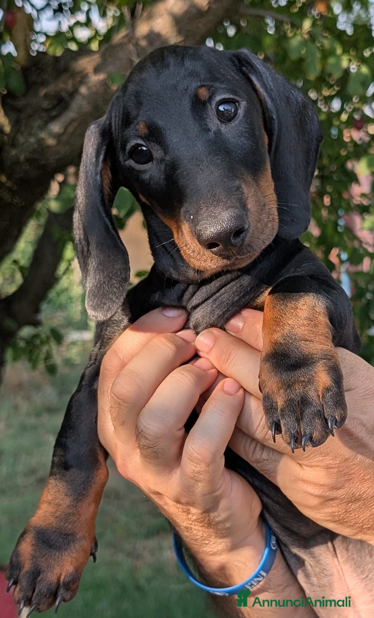 Bassotto cani Bassotto tedesco standard pedigree ENCI - Annuncio 1