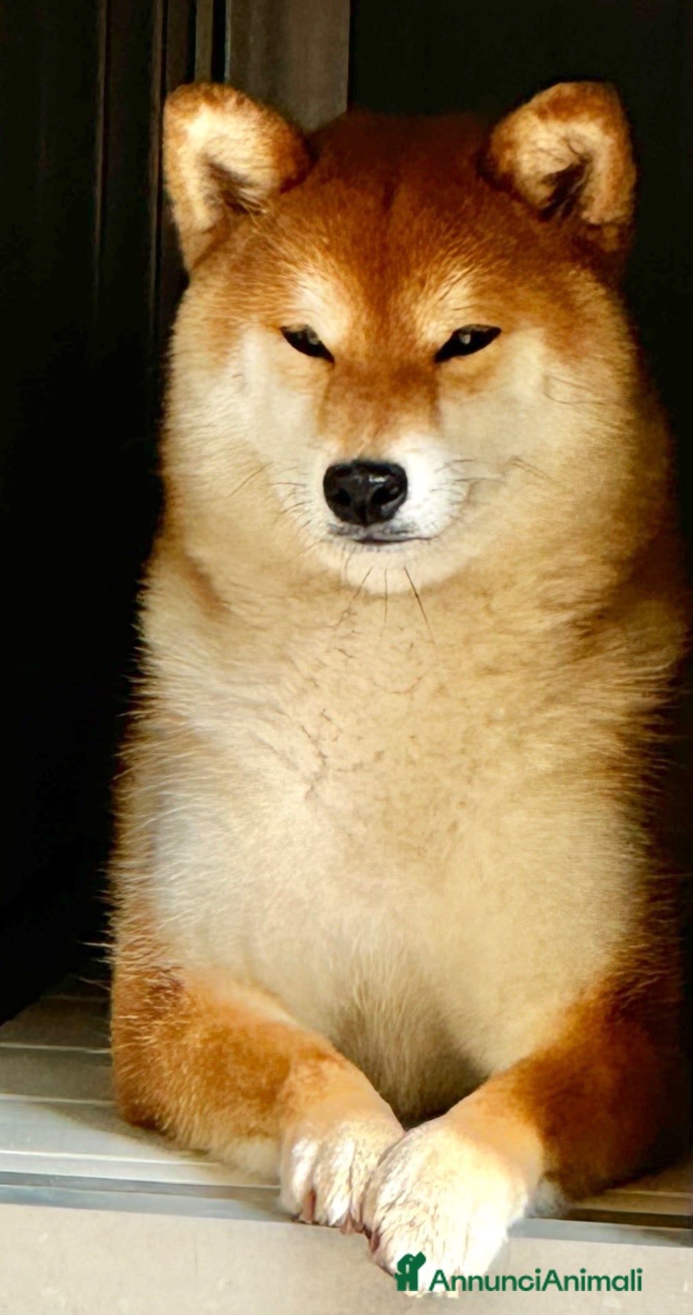Shiba Inu cani in vendita: Cuccioli Shiba Inu con Pedigree - Annuncio 2
