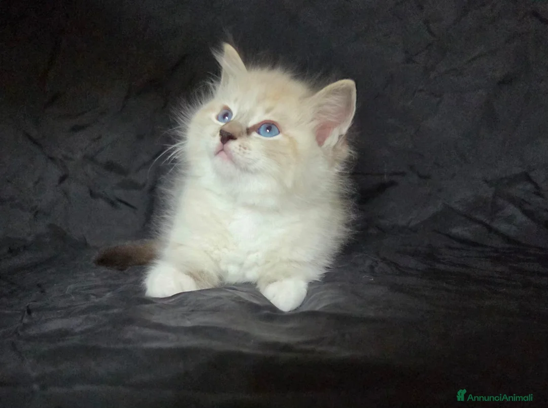 Ragdoll gatti in vendita: Cuccioli di Ragdoll di alta genealogia  - Annuncio 5