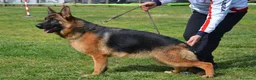Pastore Tedesco cani in vendita: Pastore tedesco altissima genealogia, bella. a Provincia di Foggia - Annuncio 3