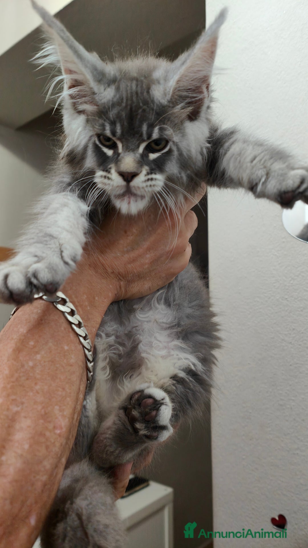 Maine Coon gatti in vendita: Cuccioli di Maine Coon Altissima Genealogia  a Provincia di Lucca - Immagine 2