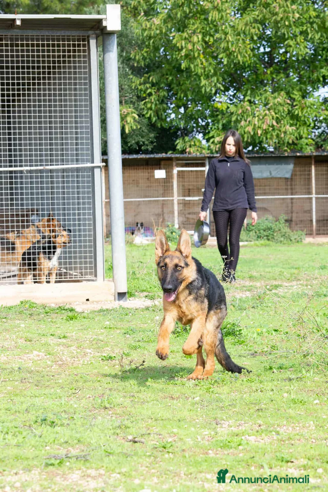 Pastore Tedesco cani in regalo: Battista - Annuncio 7