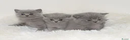 British gatti in vendita: BRITISH Shorthair BLU - Annuncio 3