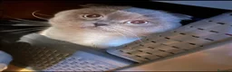 Scottish gatti per accoppiamento: Cerchiamo gatta british/scottish straight  - Annuncio 5