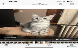 Maine Coon gatti in vendita: Maine coon a Provincia di Cremona - Immagine 7
