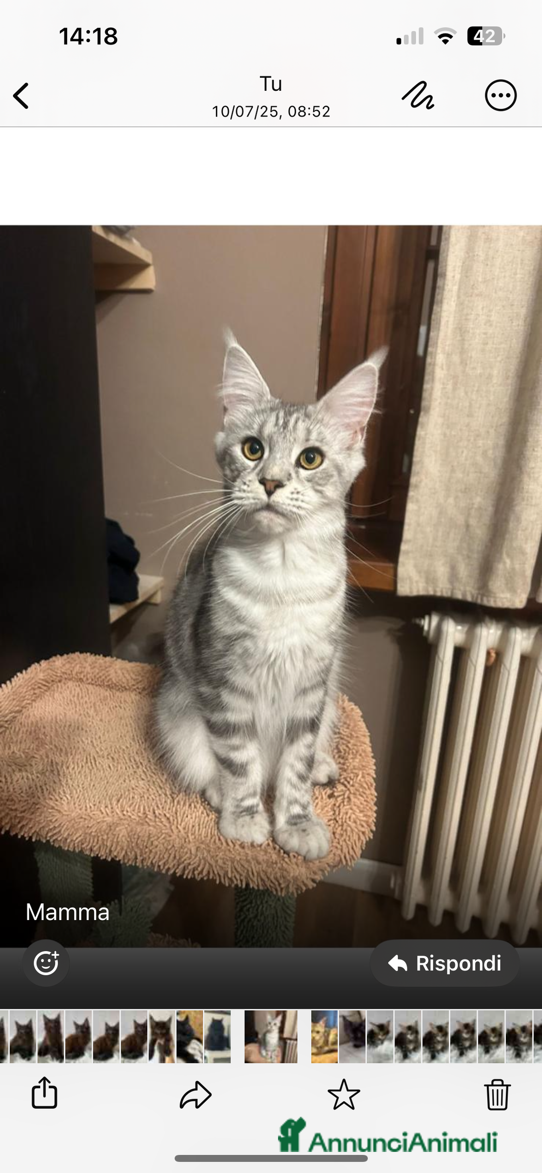 Maine Coon gatti in vendita: Maine coon a Provincia di Cremona - Immagine 7