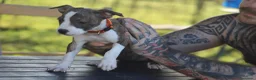 Pitbull cani in vendita: Cuccioli Pit Bull con pedigree anche a rate - Annuncio 8