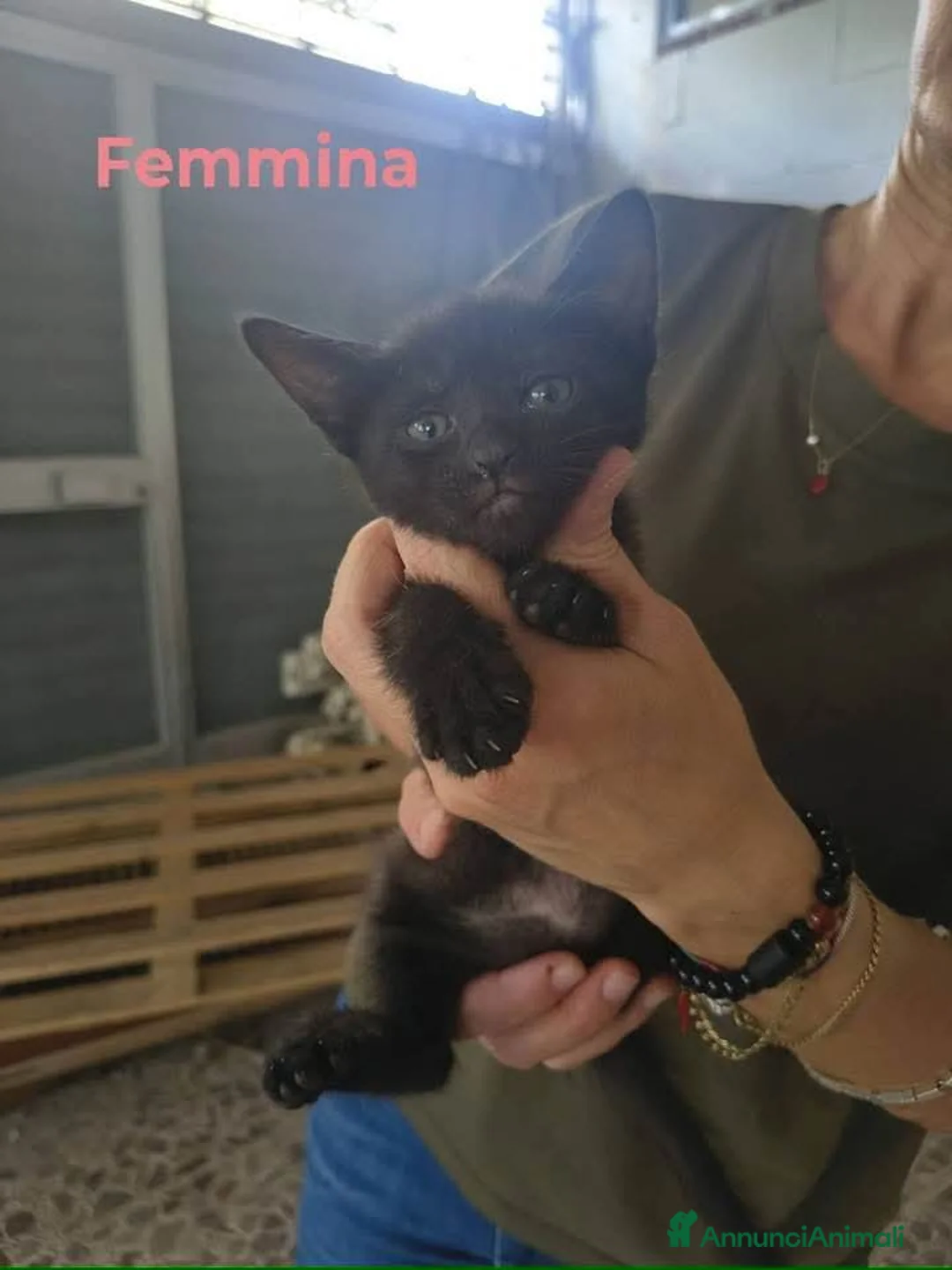 Meticcio gatti in regalo: Sono 6 hanno 3 mesi, belli! Dolci - Annuncio 2
