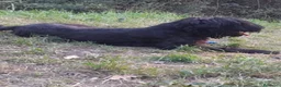 Schnauzer Gigante cani in regalo: Schnauzer puro cerca casa - Annuncio 3