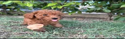 Barboncino Toy cani in vendita: Barboncino Toy Red - Annuncio 2