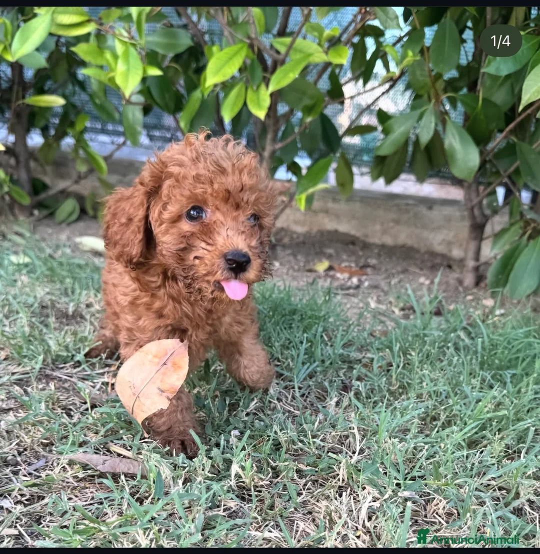 Barboncino Toy cani in vendita: Barboncino Toy Red - Annuncio 2