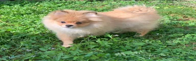 Spitz 1