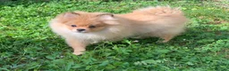 Spitz cani in vendita: Spitz tedesco - Annuncio 3