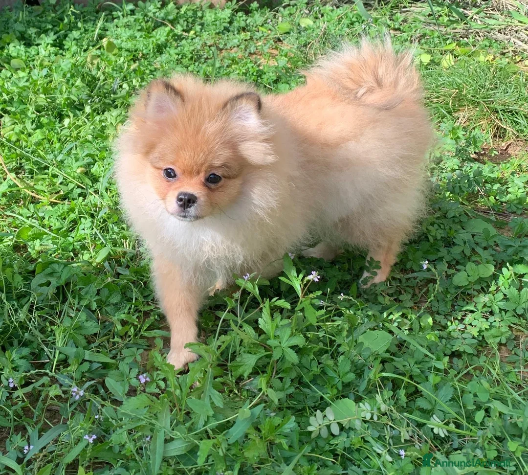 Spitz cani in vendita: Spitz tedesco - Annuncio 3