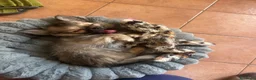 Chihuahua cani in vendita: Cucciolo Chihuahua pelo lungo wolf sable - Annuncio 2