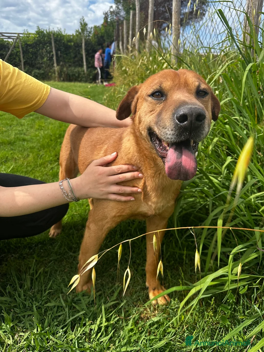 Meticcio cani in regalo: Frizzante e simpatico Orazio - Annuncio 5