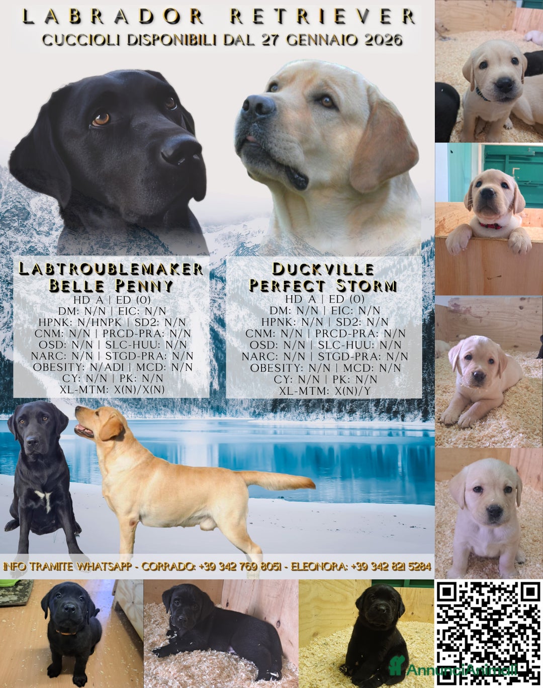 Labrador cani in vendita: Labrador Retriever con Pedigree ENCI - Annuncio 1