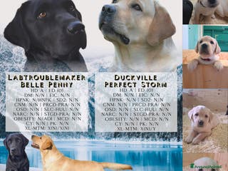 Labrador cani Labrador Retriever con Pedigree ENCI - Annuncio 3