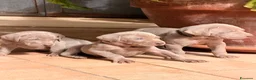 Weimaraner cani in vendita: Vendita cuccioli  Weimaraner  a Provincia di Pescara - Annuncio 3