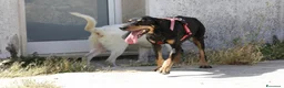 Meticcio cani in regalo: Bea in adozione - Annuncio 6