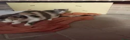 Europeo gatti in regalo: MAMMA E CUCCIOLO CERCANO CASA❤️ - Annuncio 1