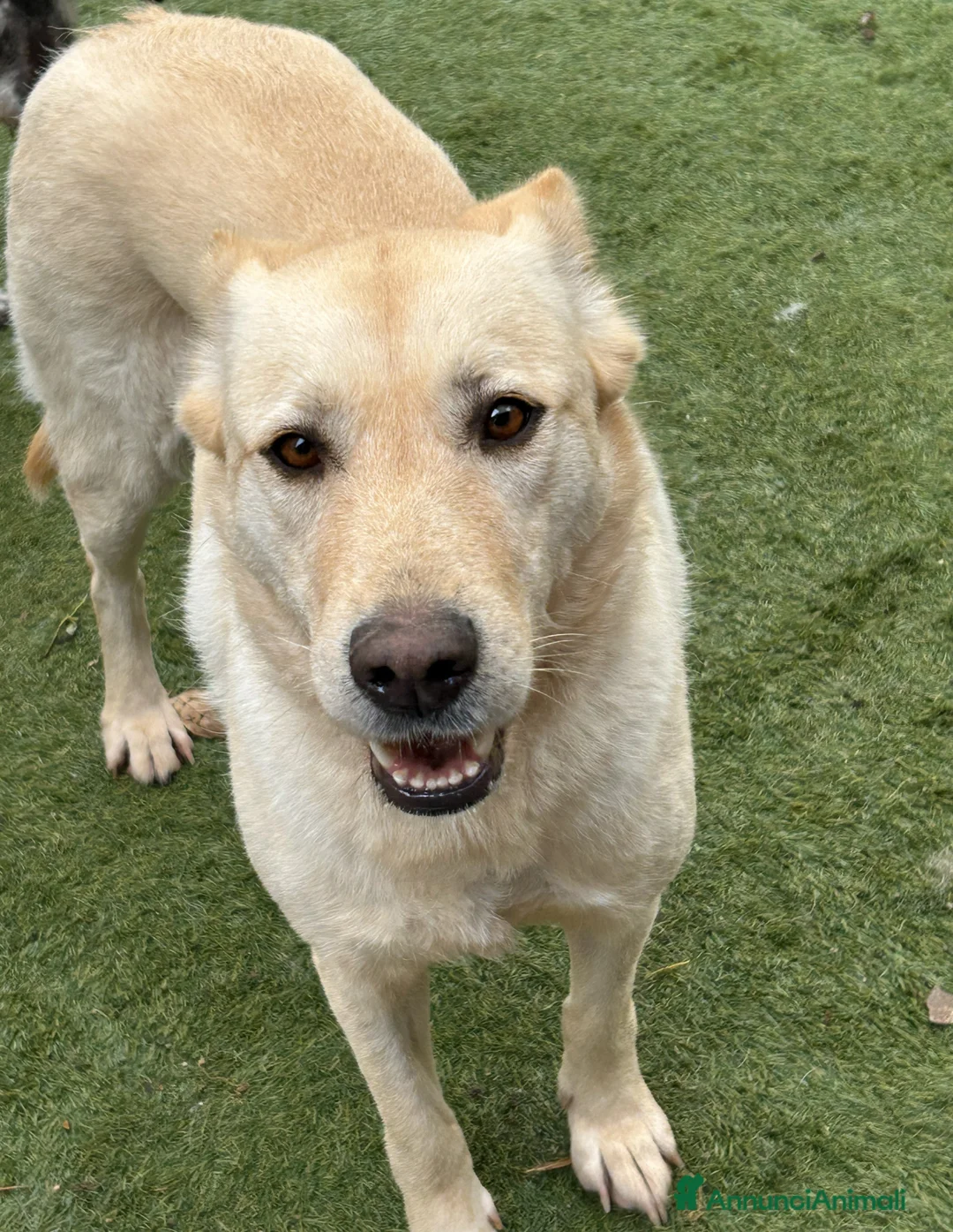 Meticcio cani in regalo: CAMI dolcissima labrador - Annuncio 2