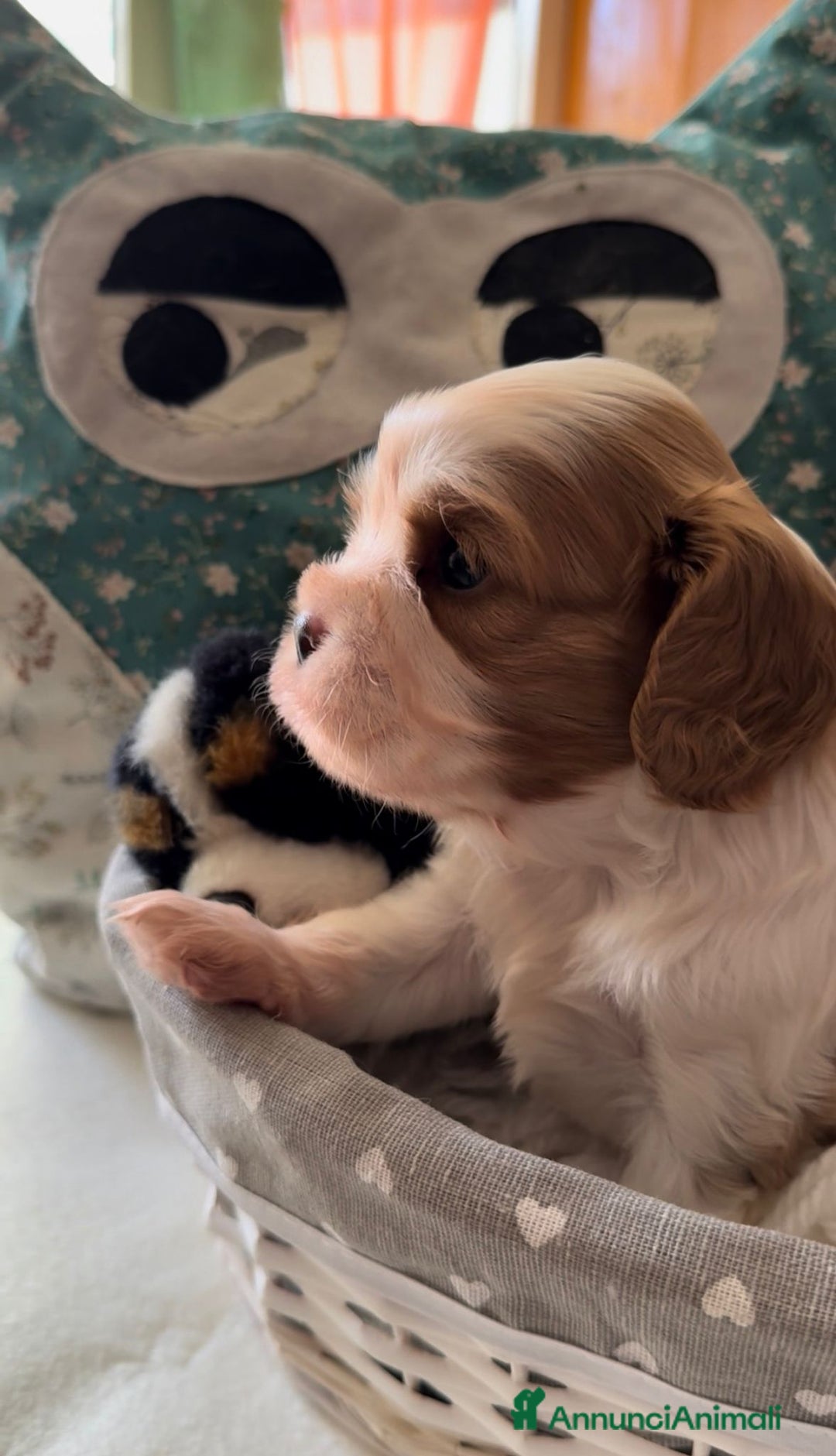 Cavalier King cani in vendita: Cuccioli Quicksilver delle isole verdi  - Annuncio 3