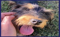 Jack Russell cani in regalo: BECCA JAGDTERRIER 4 ANNI, 8-9 KG, VIVEVA PER STRA a Città metropolitana di Milano - Immagine 5
