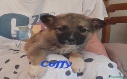 Meticcio cani in regalo: COFFY e ORSO cucciolini  IN REGALO a Città metropolitana di Catania - Immagine 1