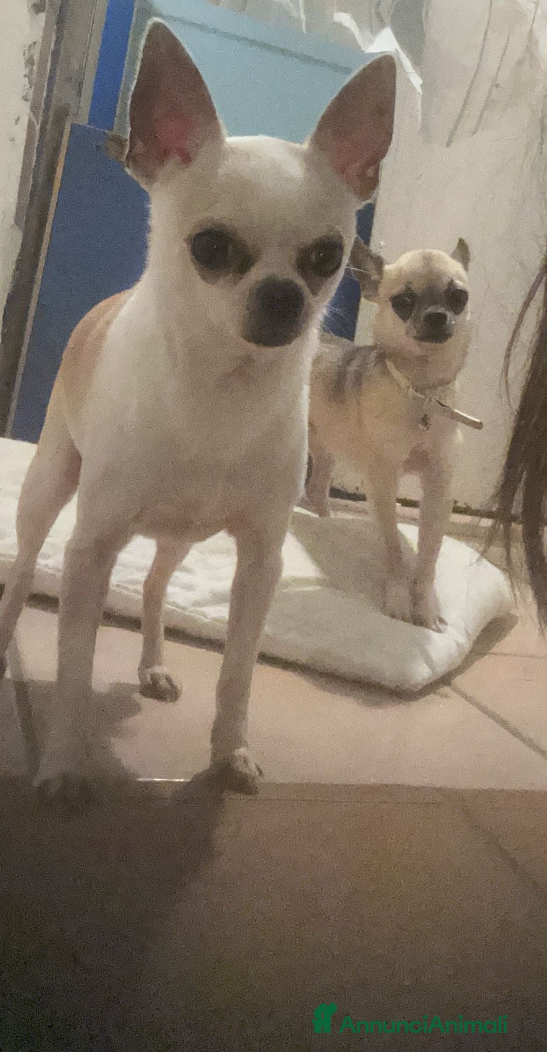 Chihuahua cani vendo - Annuncio 10