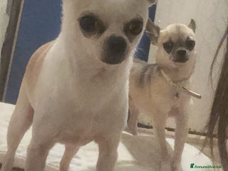 Chihuahua cani vendo - Annuncio 4