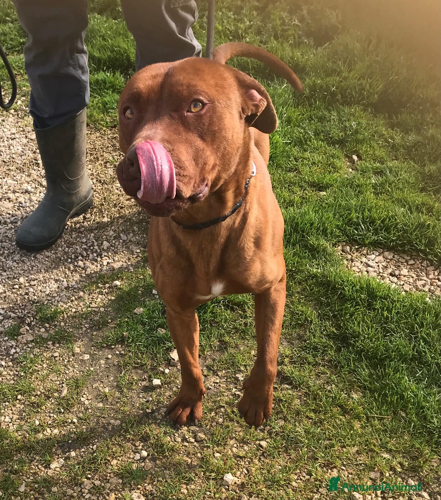 Altre razze cani EVANDER, sguardo malinconico  a Provincia di Latina - Annuncio 11