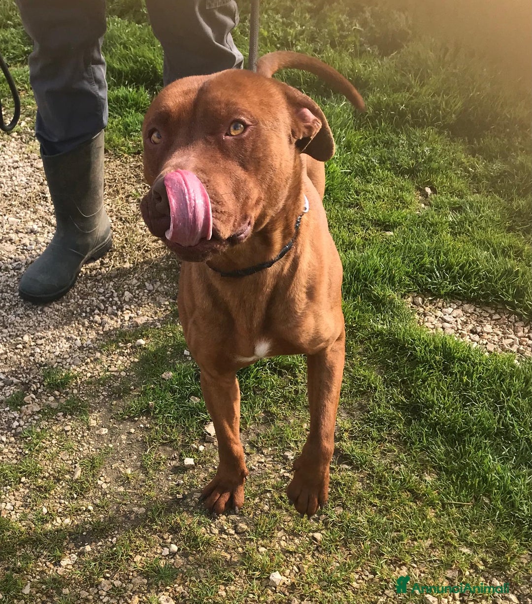 Altre razze cani in regalo: EVANDER, sguardo malinconico  a Provincia di Latina - Annuncio 1