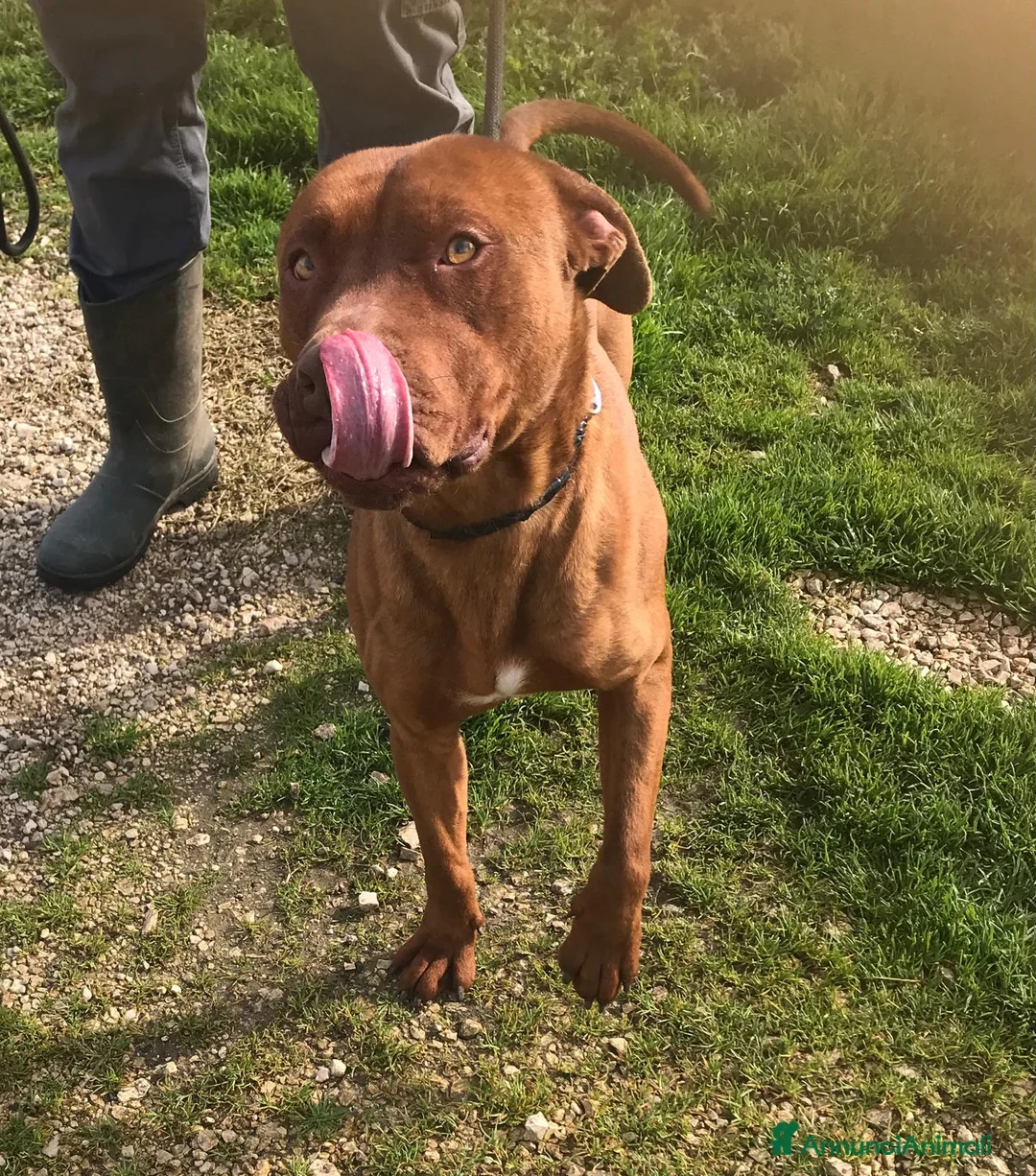Altre razze cani in regalo: EVANDER, sguardo malinconico  a Provincia di Latina - Annuncio 1